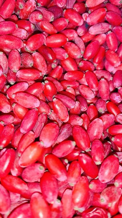 Кілограм Ягоди барбарис домашній цілющий ароматний