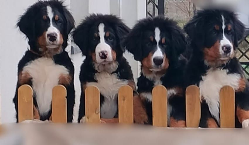 Berneński Pies Pasterski