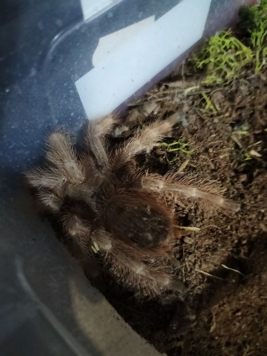 Sprzedam Nhandu Tripepii  samica