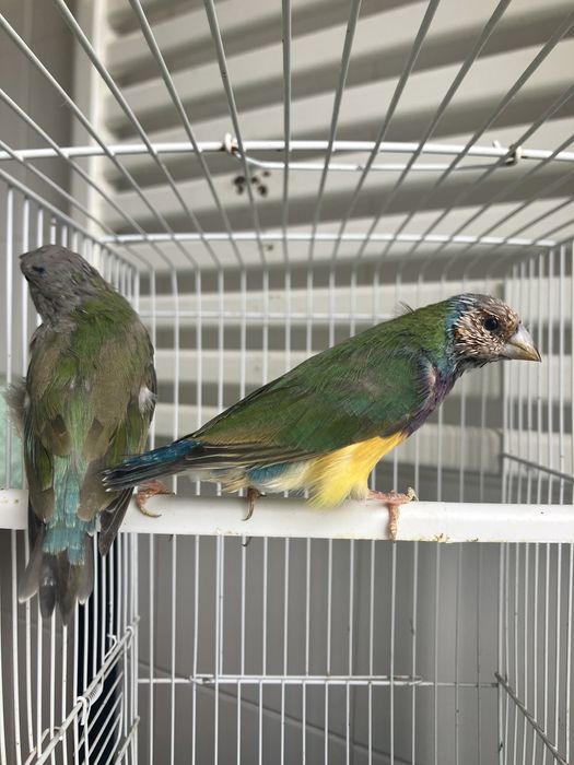 Diamantes gould 2025 portadores de azul