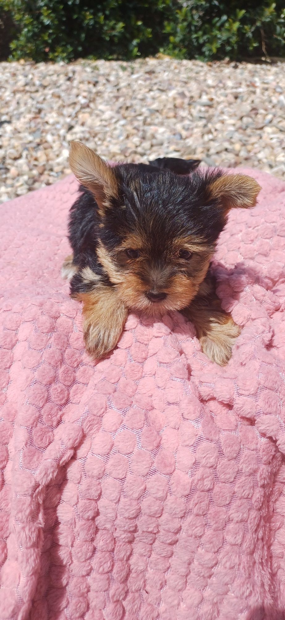 Yorkshire terrier fêmea