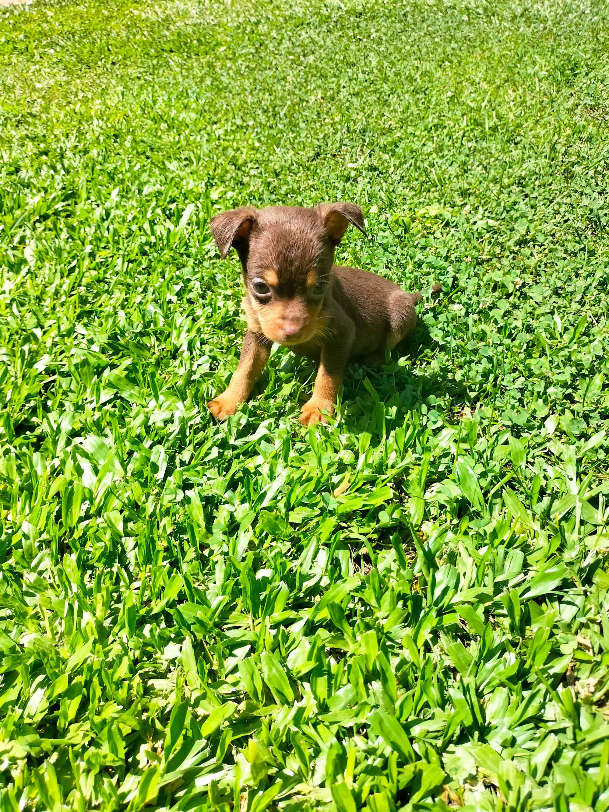 Pinscher mini chocolate