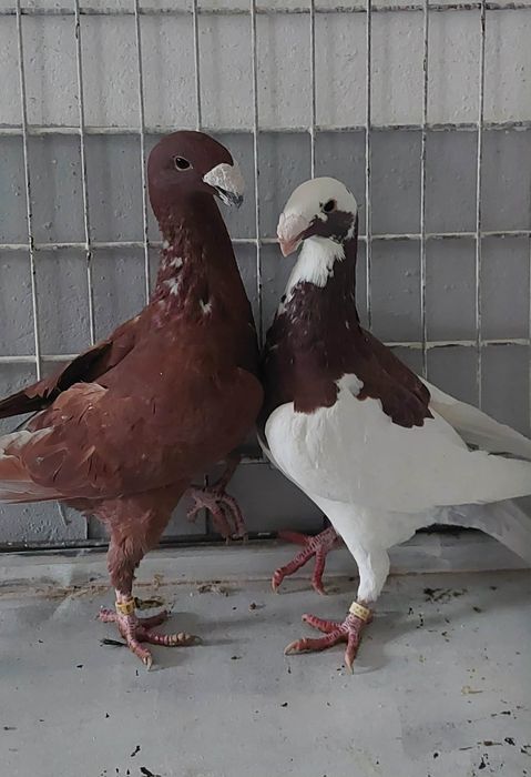 Gołąb niemieckie wystawowe