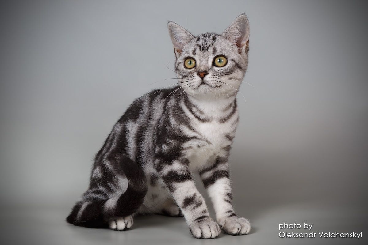 Американське короткошерсте кошеня