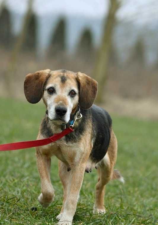 Fibi szuka domu, suczka, w typie rasy Beagle