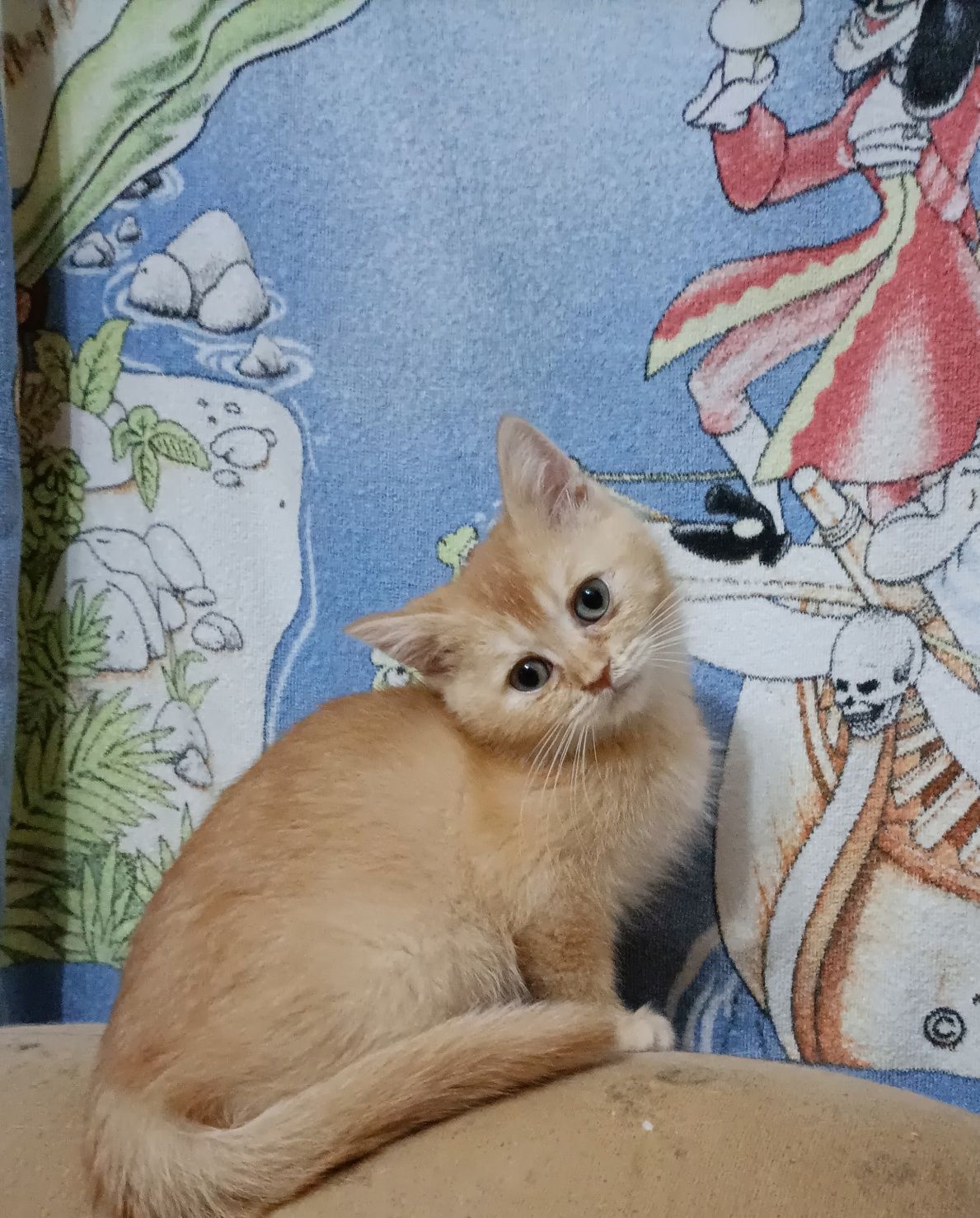 British Shorthair amarelo Macho
