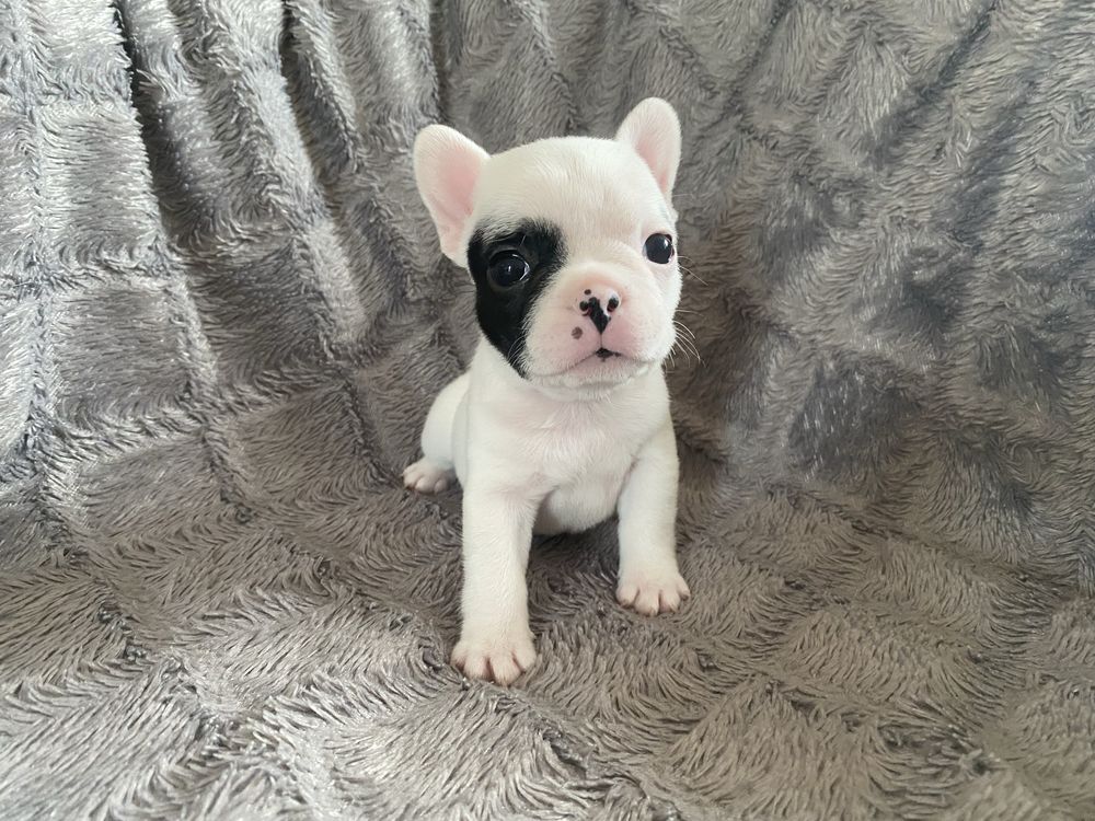 Buldog francuski