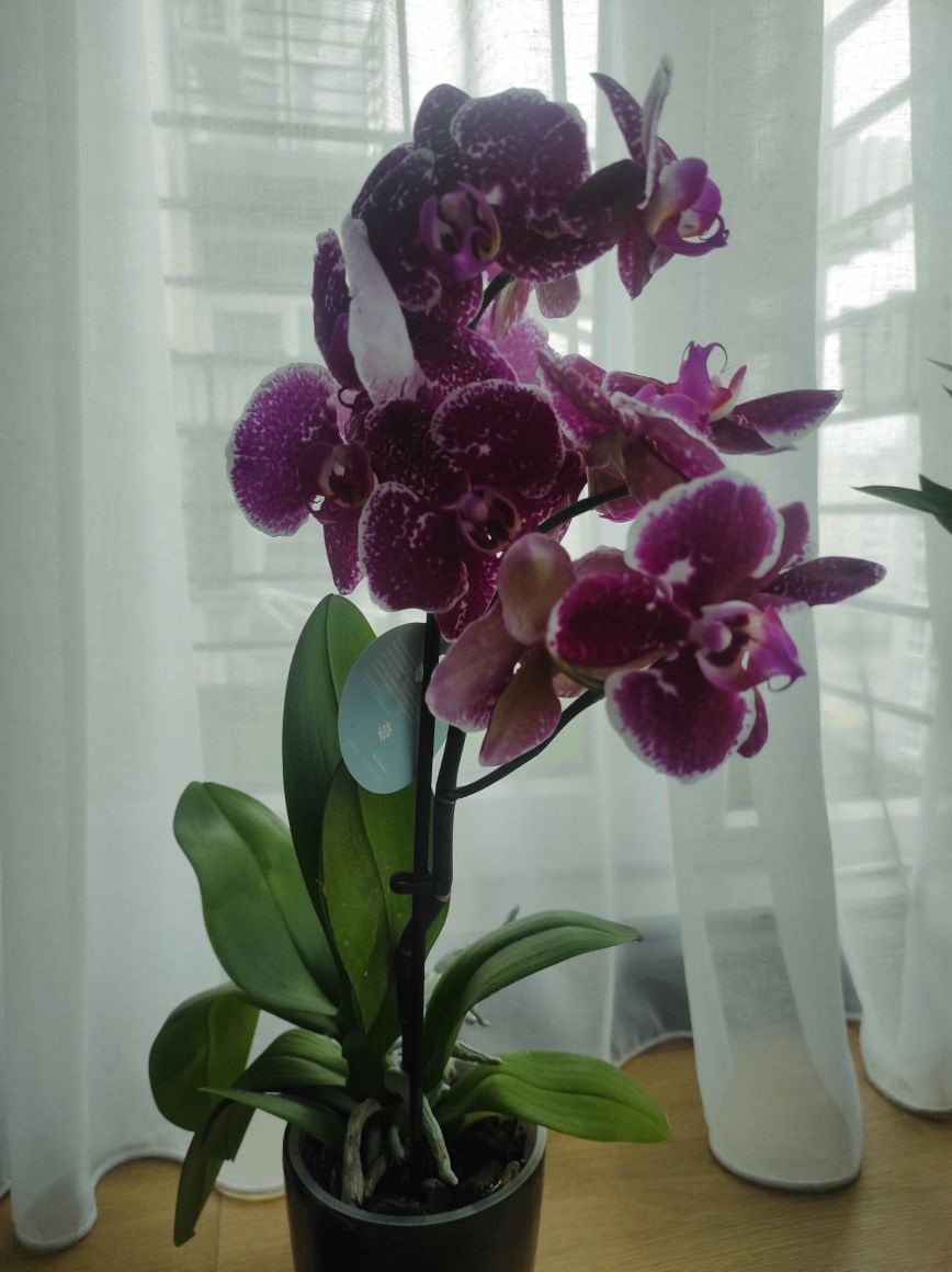 Орхідеї (будда, каскад, дикий кіт,вайлент квін, бігліп, мультіфлора, ф
