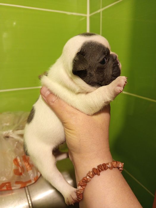 Дівчатка французькі булочки