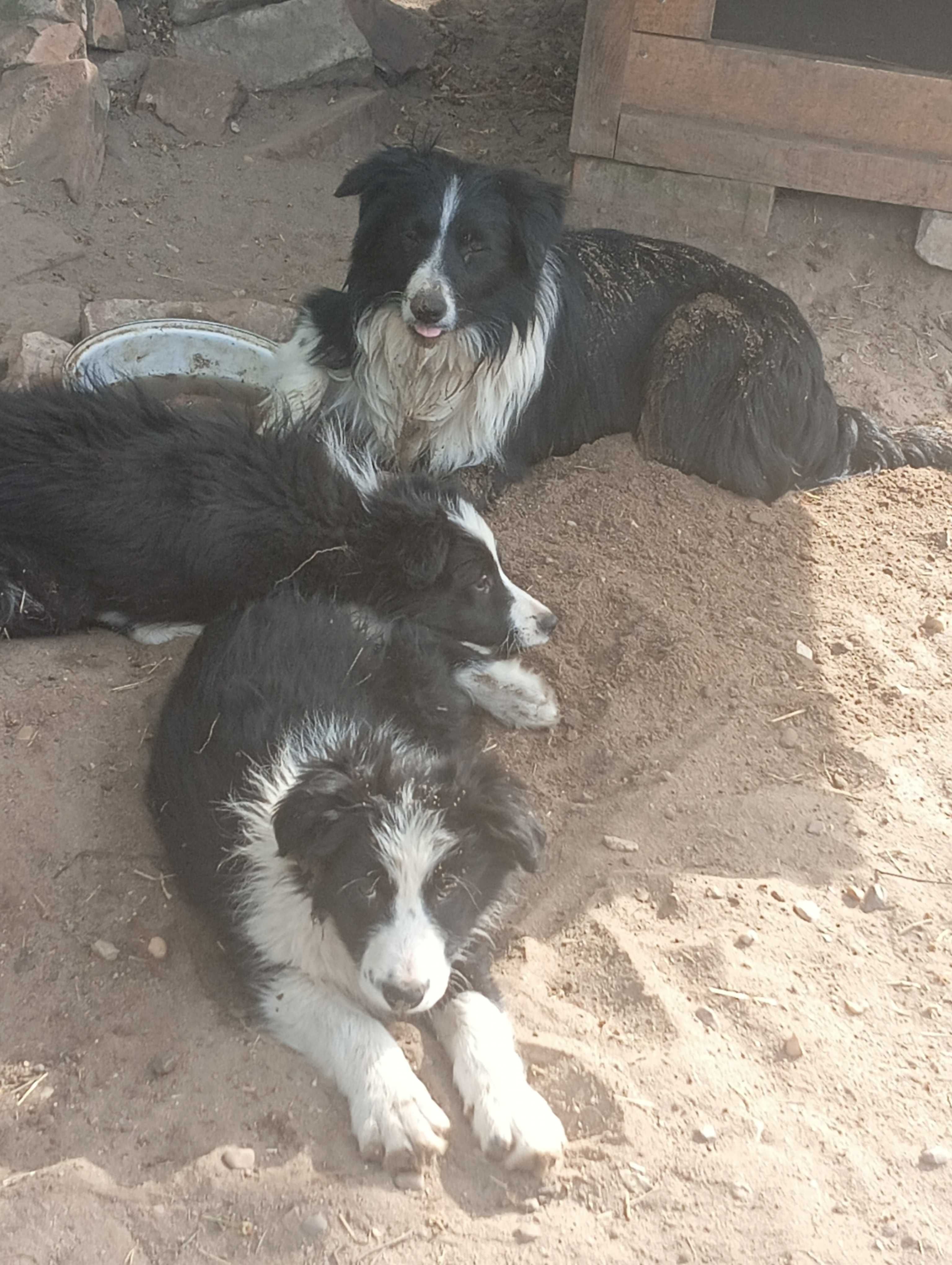 Border collie śliczne wesole maluszki