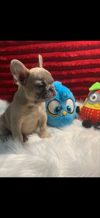 Bulldog francês bebé