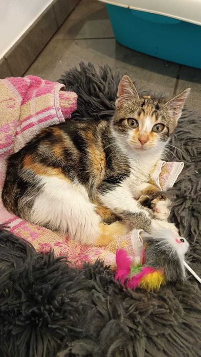 Kometa, kotka szylkretowa, szuka rodziny.