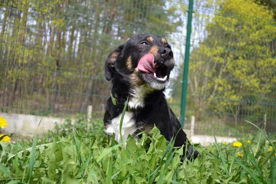 ARCZI - Schronisko dla Zwierząt w Ostródzie