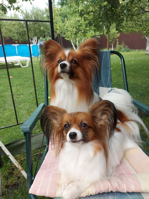 Солодкий папійон ( папільон)