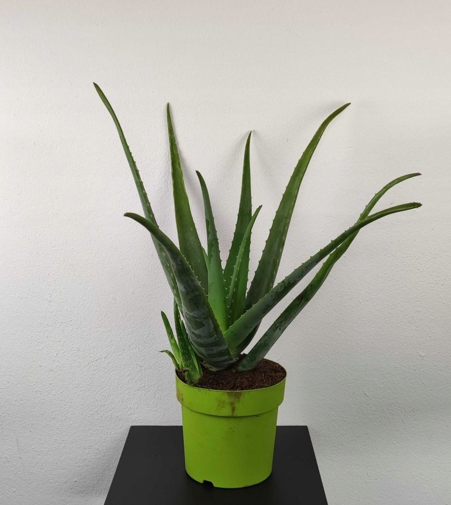 Aloes zwyczajny Aloe Vera LECZNICZY 80 cm