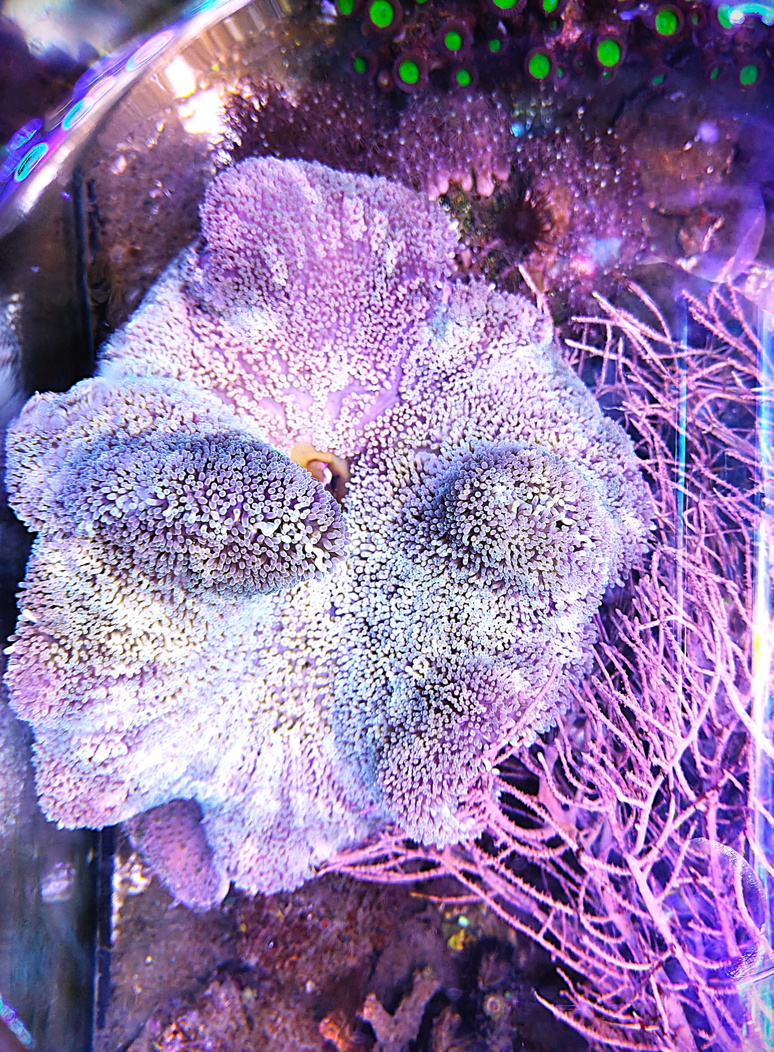 Stichodactyla Sp./ Carpet Anemone/  Morskie.