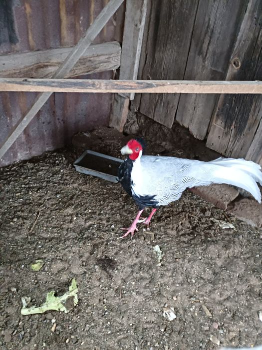 Bażanty  srebrne młode