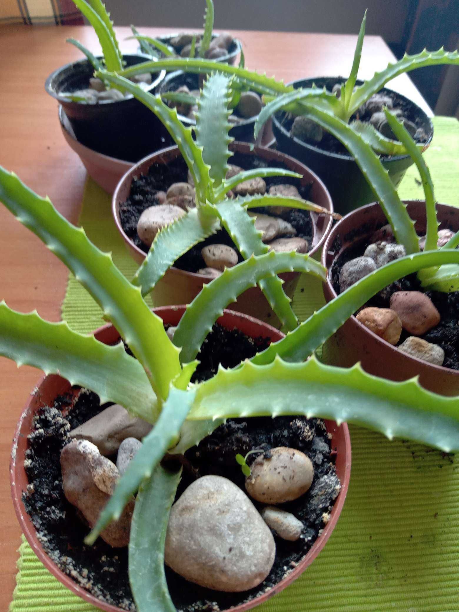 Aloes, roślina lecznicza