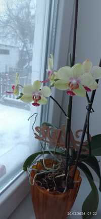 Орхідеї    квіти