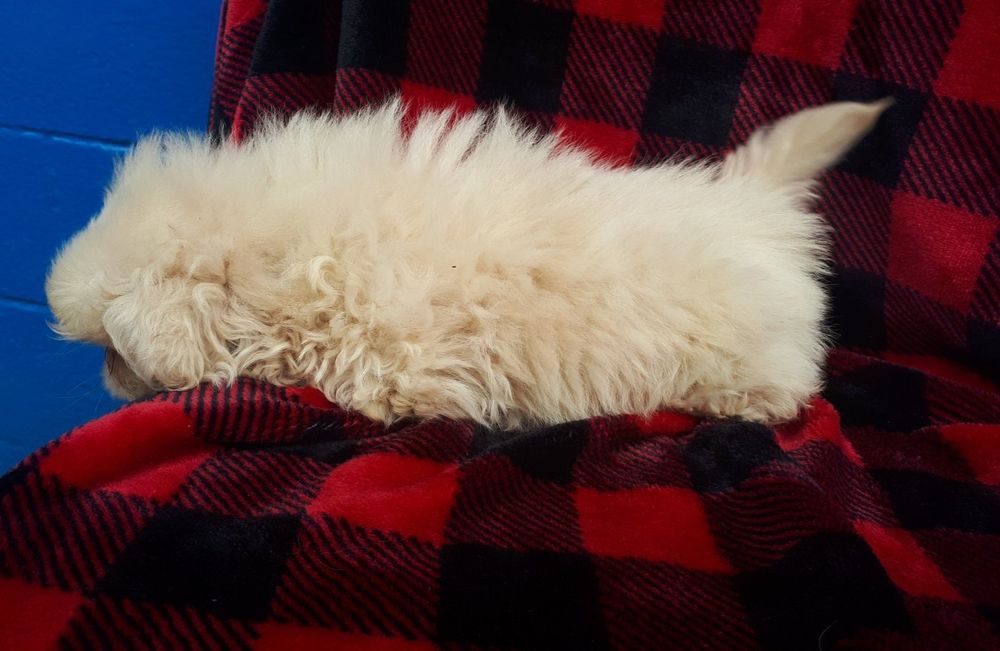 Продам цуценя пекінеса - дівчинка