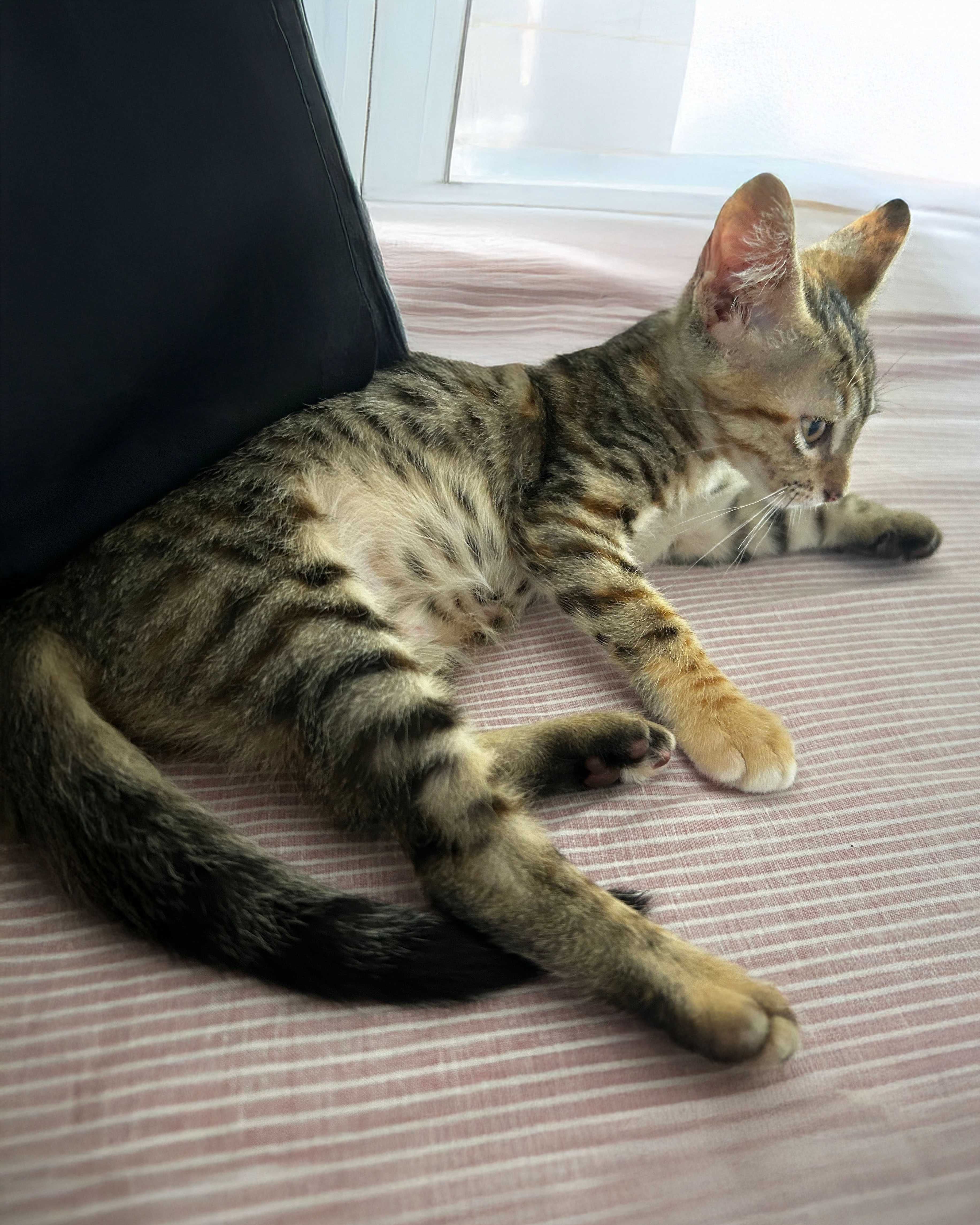 Setúbal / Margem Sul / Lisboa — NIKKA, gatinha para adoção