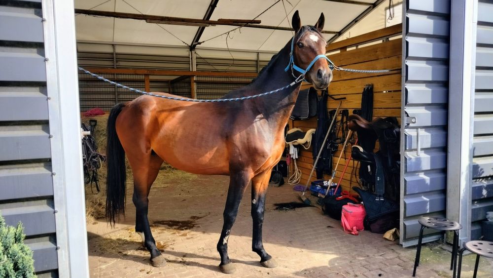 Pilnie piękny ogier