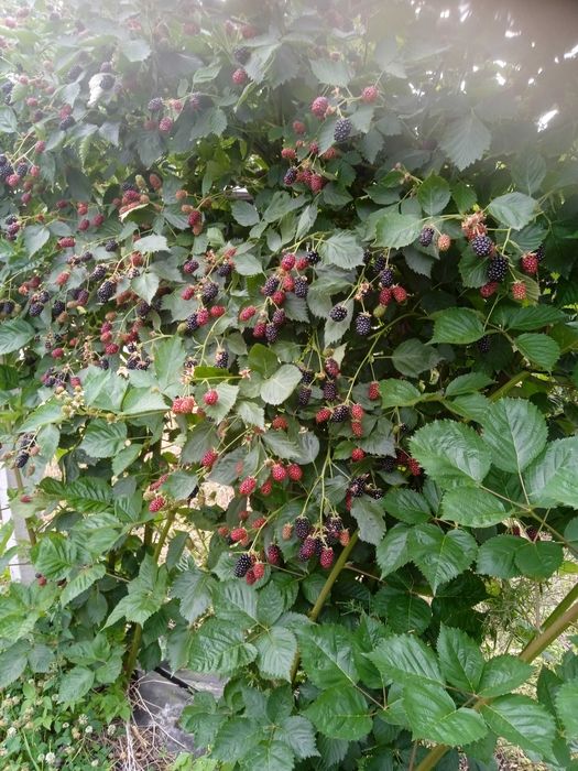 sok jeżynowo-malinowy sok z jeżyn 330ml wysyłka