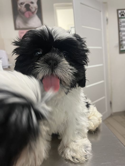 Piesek shih tzu