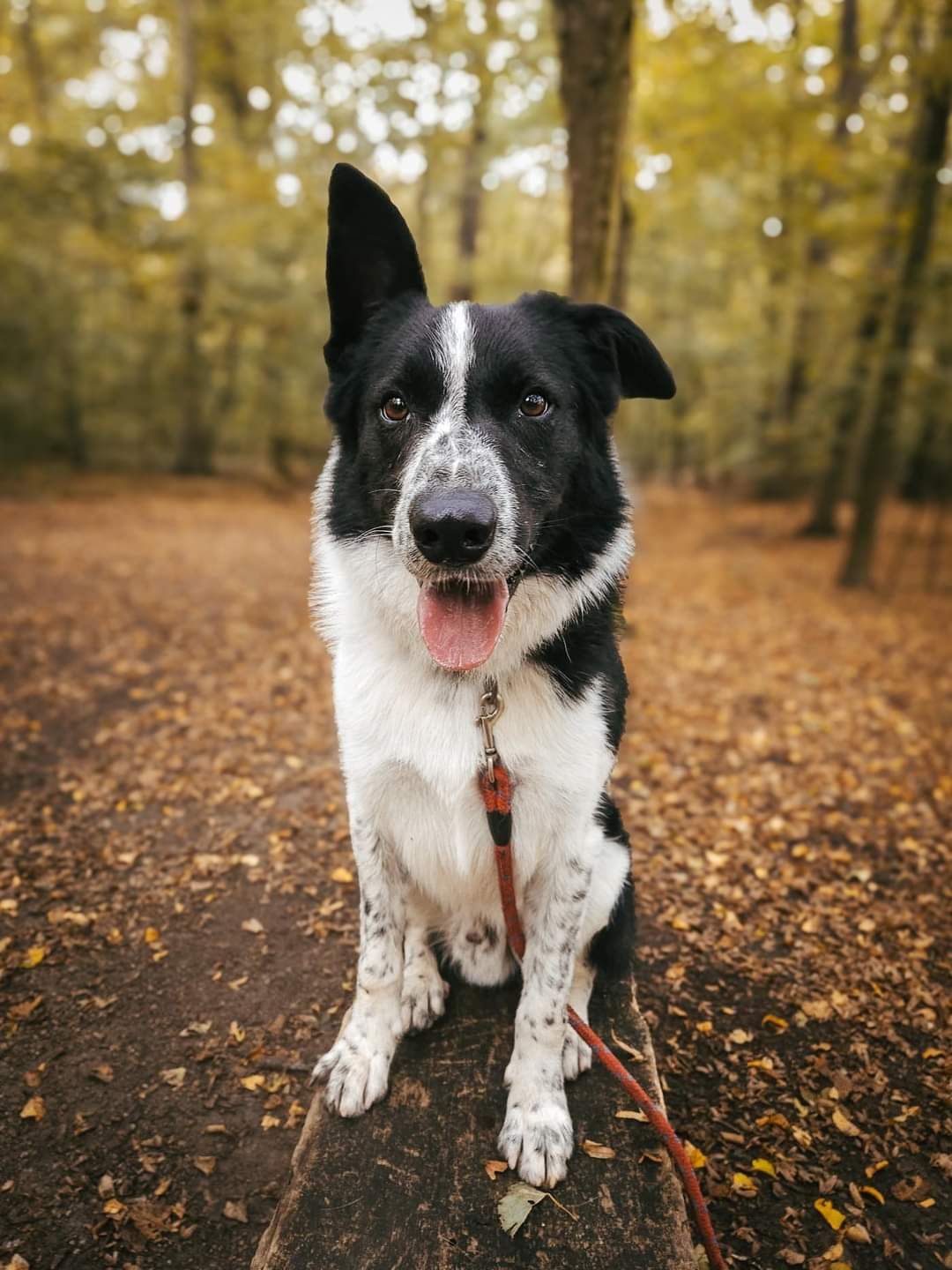 Rufi w typie Border Collie do ŚWIADOMEJ adopcji!