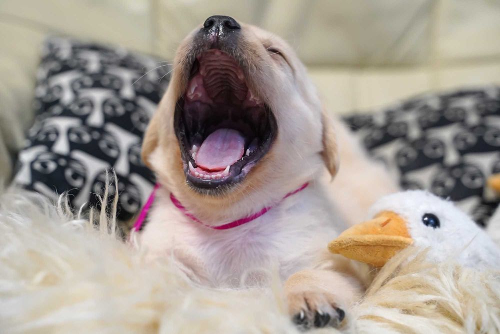 Labrador retriever żółta  suczka,  Zkwp gotowa do odbioru