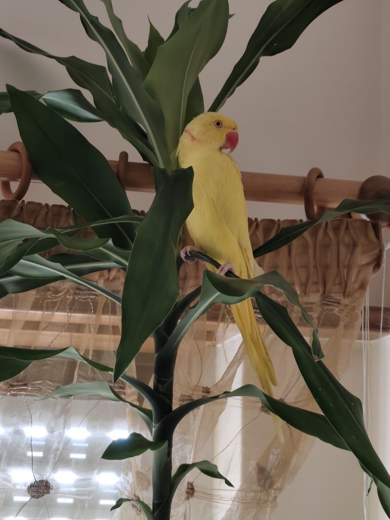 Periquito de colar amarelo