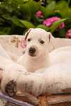 Parson Russell Terrier ZKwP/FCI- prześliczna suczka