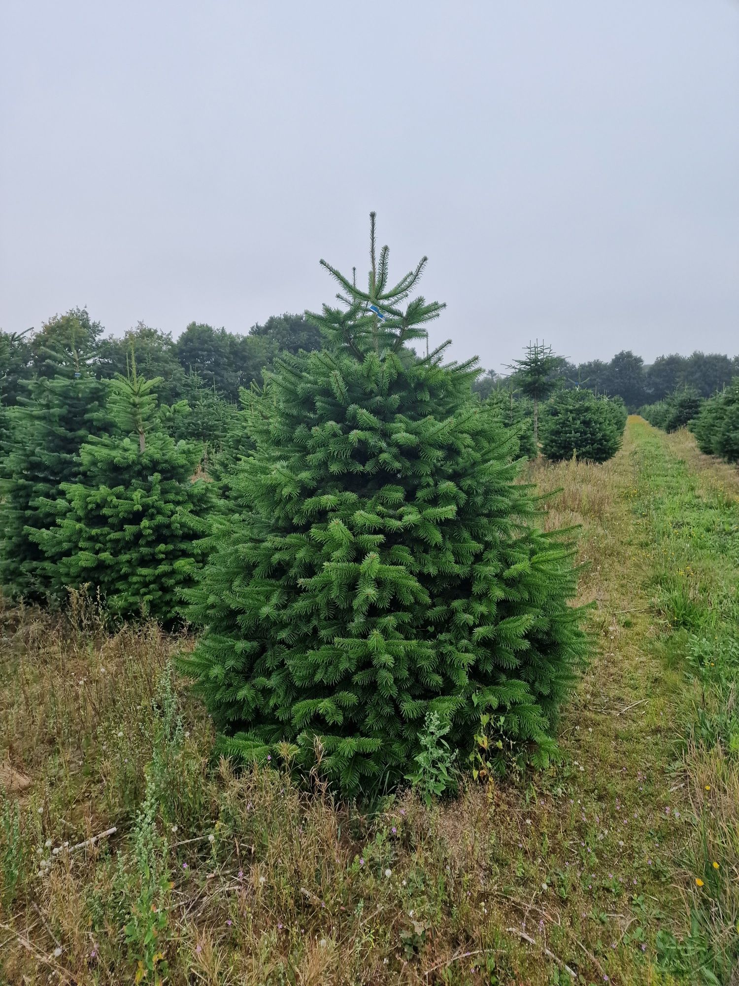 Jodła Kaukaska plantacja Dania