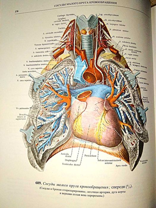 Синельников Р.Д.  Атлас анатомии человека, т.1, т.2