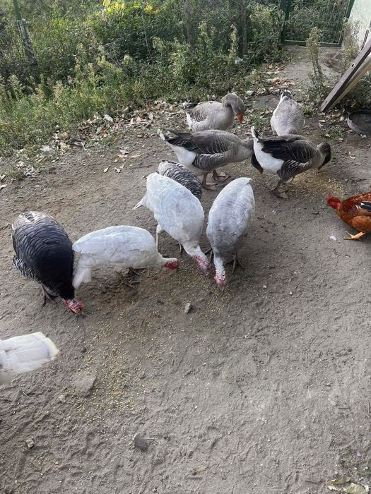 Gansos da guiné e perus