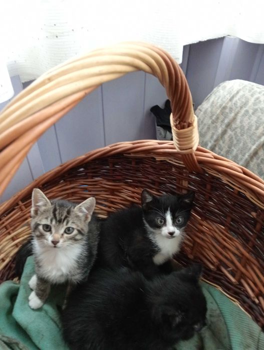 Śliczne koteczki do adopcji