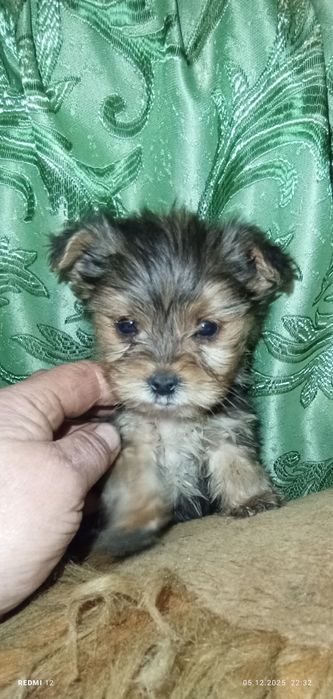 Хлопчик міні йорк