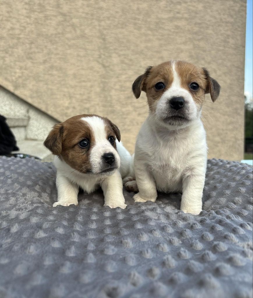 Jack Russell Terrier FCI ZKwP suczka