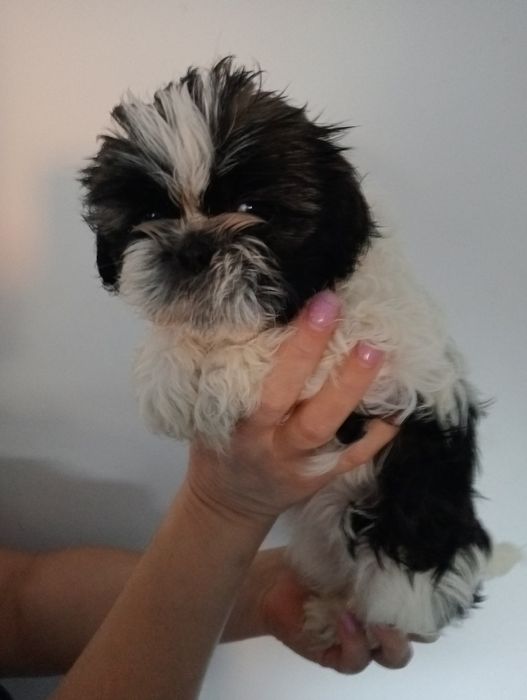Shih tzu śliczna suczka