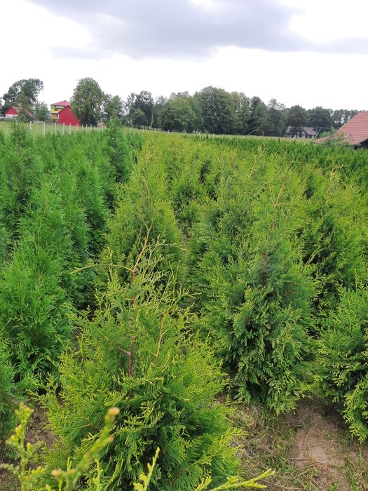 Tuja brabant,brabant Gold 120/300cm ,formowane