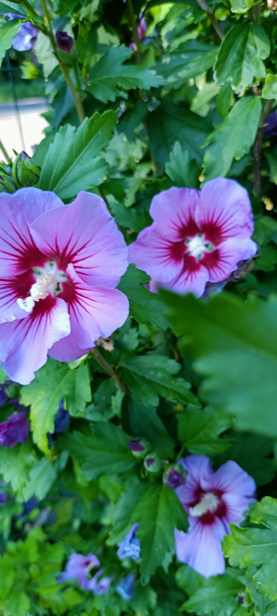 Hibiskus róża chińska ketmia syryjska trzy sztuki