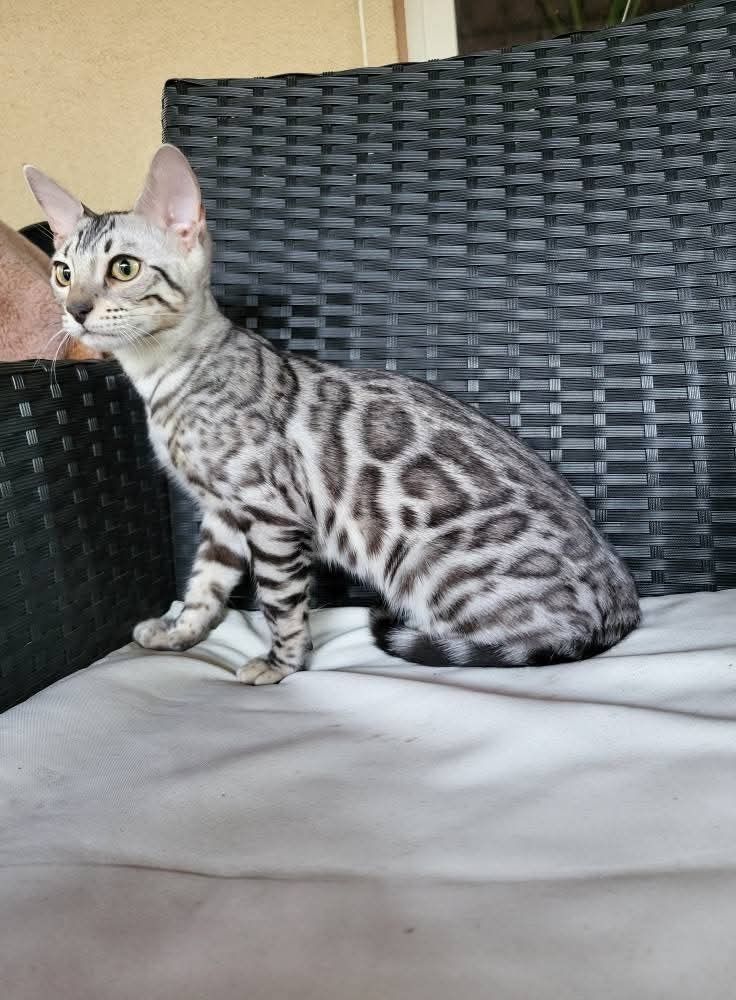 ULANI kotka gotowa do odbioru srebrna kot bengal