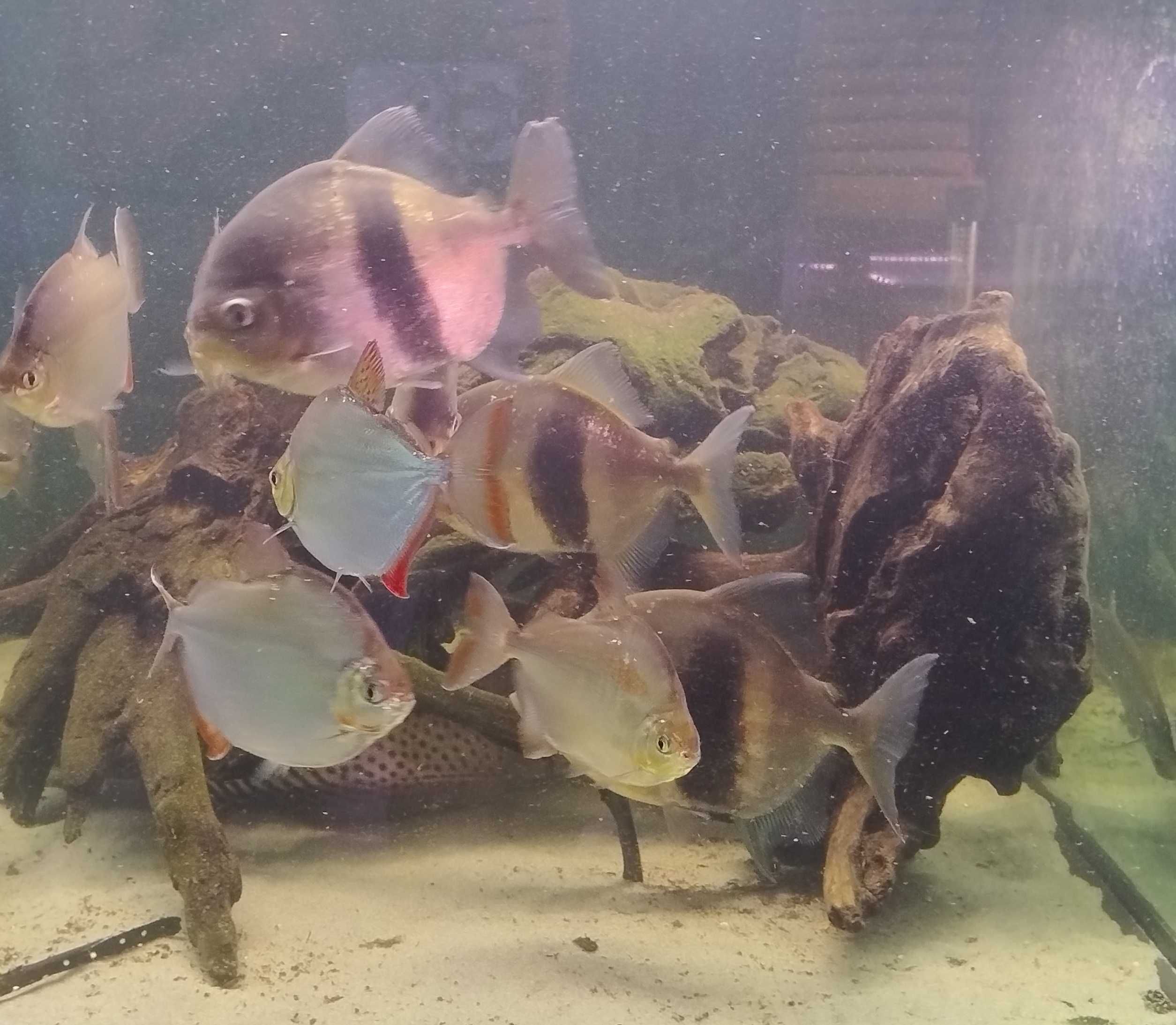 Płaskobok tępogłowy 10cm plus