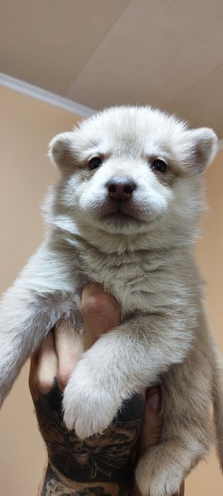 Сибірський хаскі