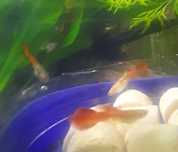 Vendo guppies adultos