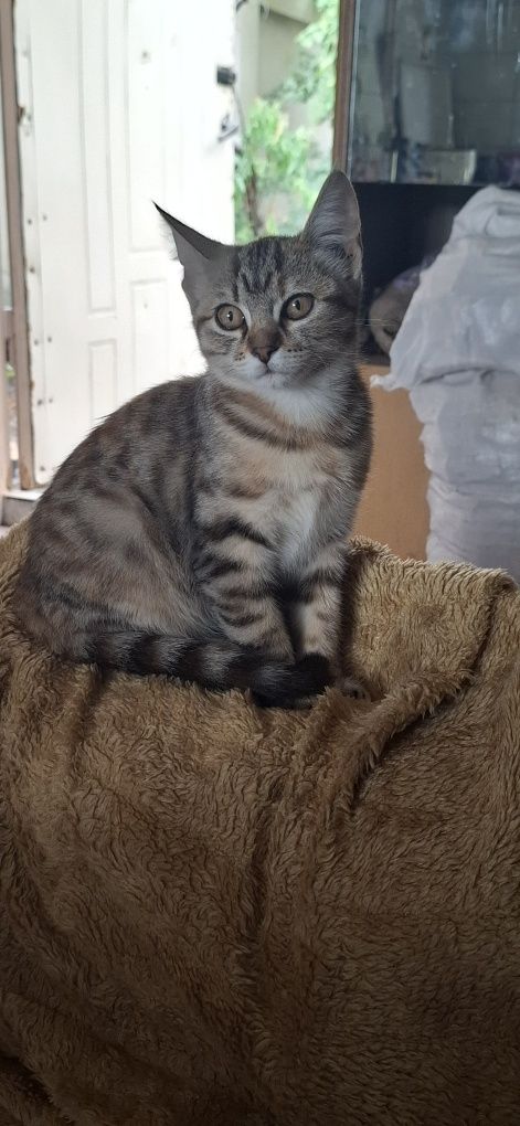 Котенок девочка 4 месяца.