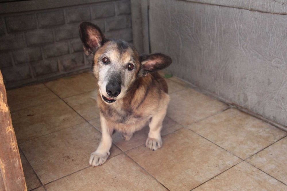 Aromat piesek Dt pilnie potrzebny ratujmy Oborniki