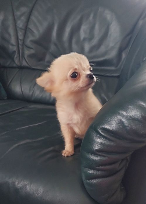 Długowłosy piesek chihuahua