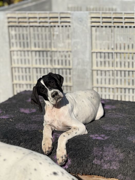 Pointer Inglês cachorro macho