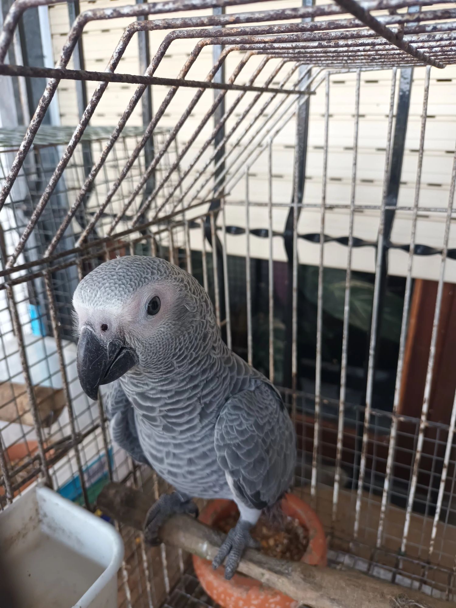 Papagaio cinzento